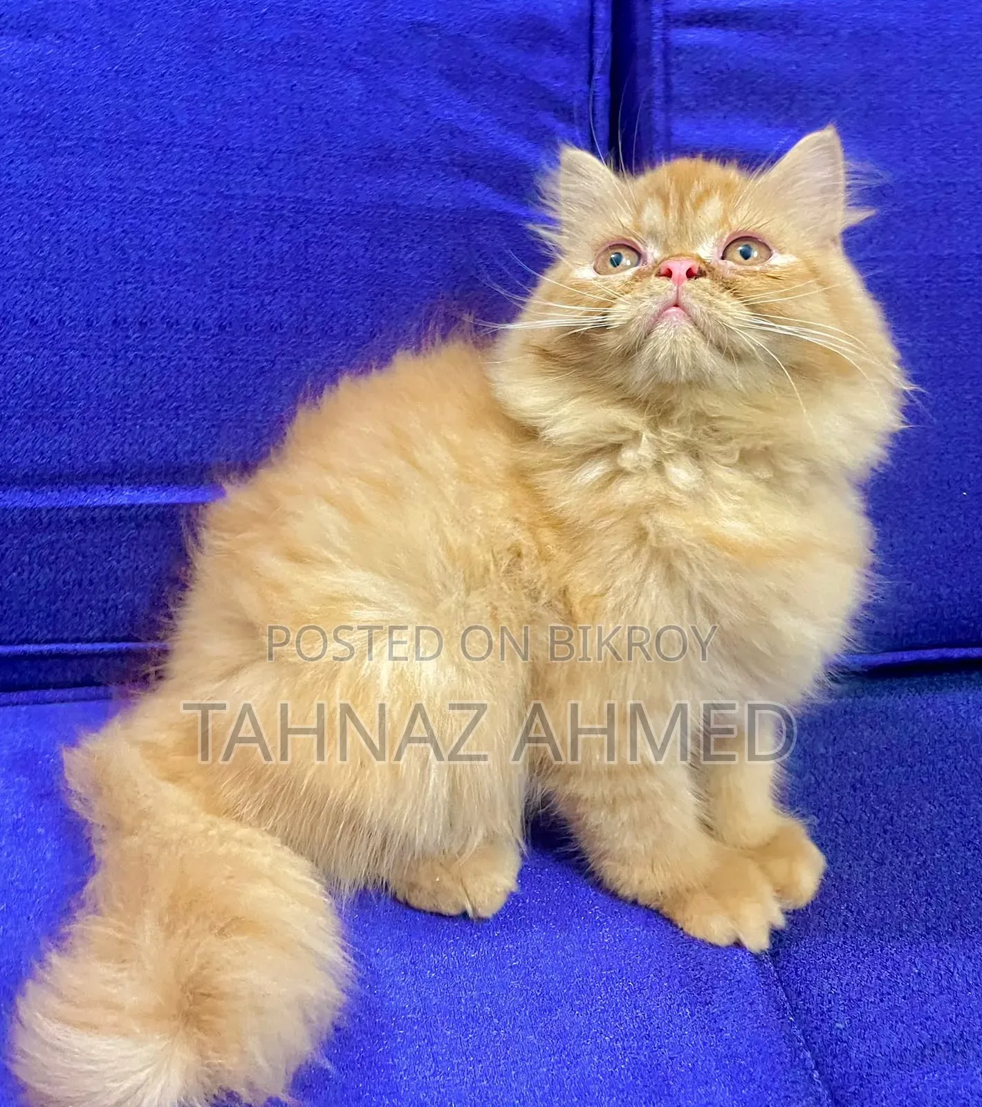 1-3 Months Male Purebred Persian