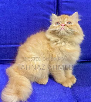 1-3 Months Male Purebred Persian