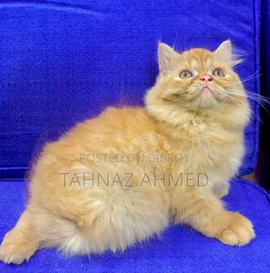 1-3 Months Male Purebred Persian