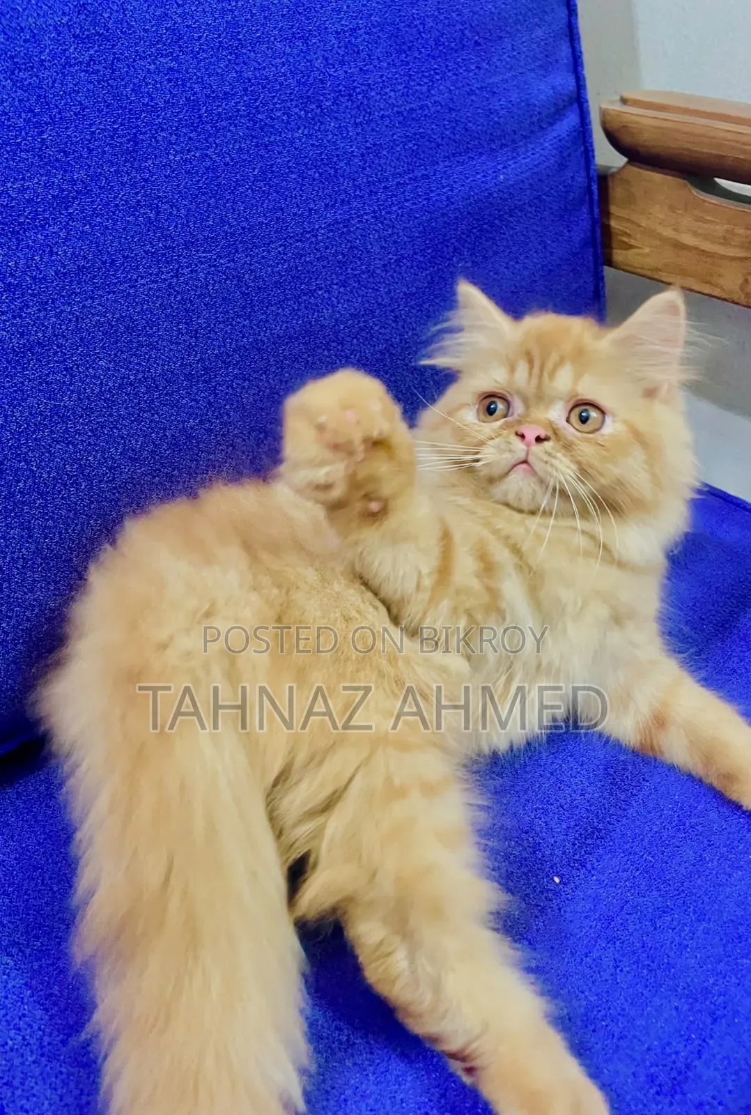 1-3 Months Male Purebred Persian