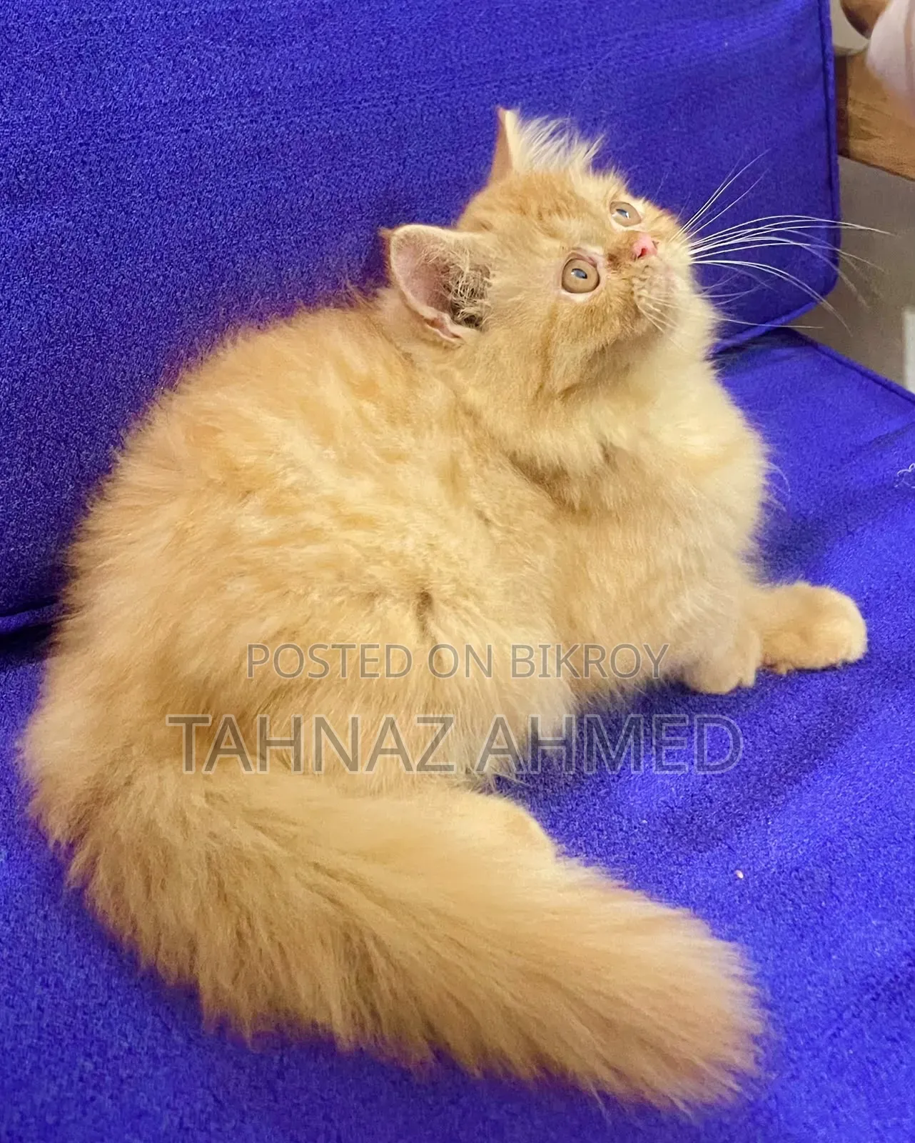 1-3 Months Male Purebred Persian