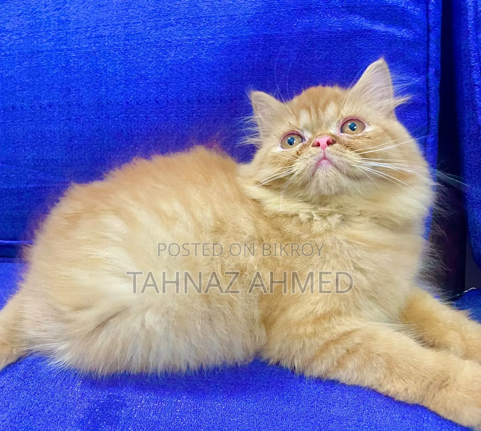 1-3 Months Male Purebred Persian