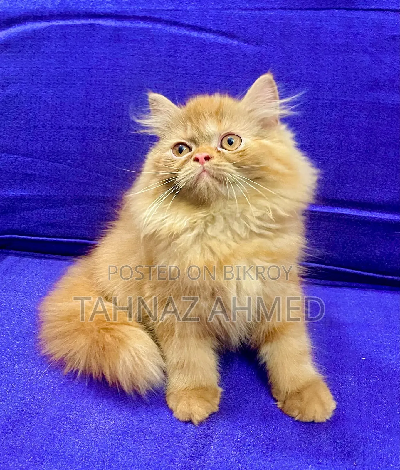 1-3 Months Male Purebred Persian