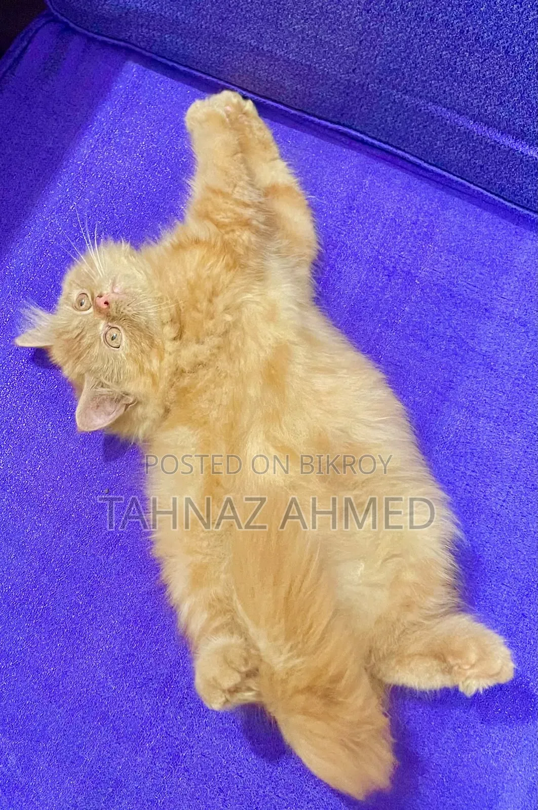 1-3 Months Male Purebred Persian