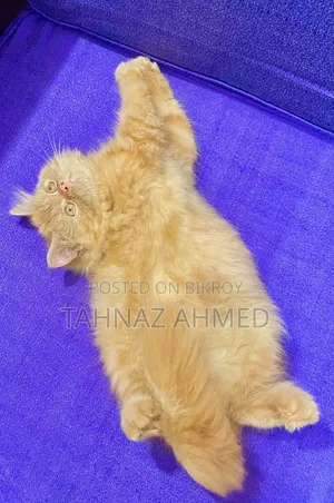 1-3 Months Male Purebred Persian