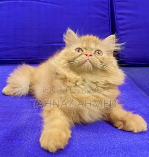 1-3 Months Male Purebred Persian