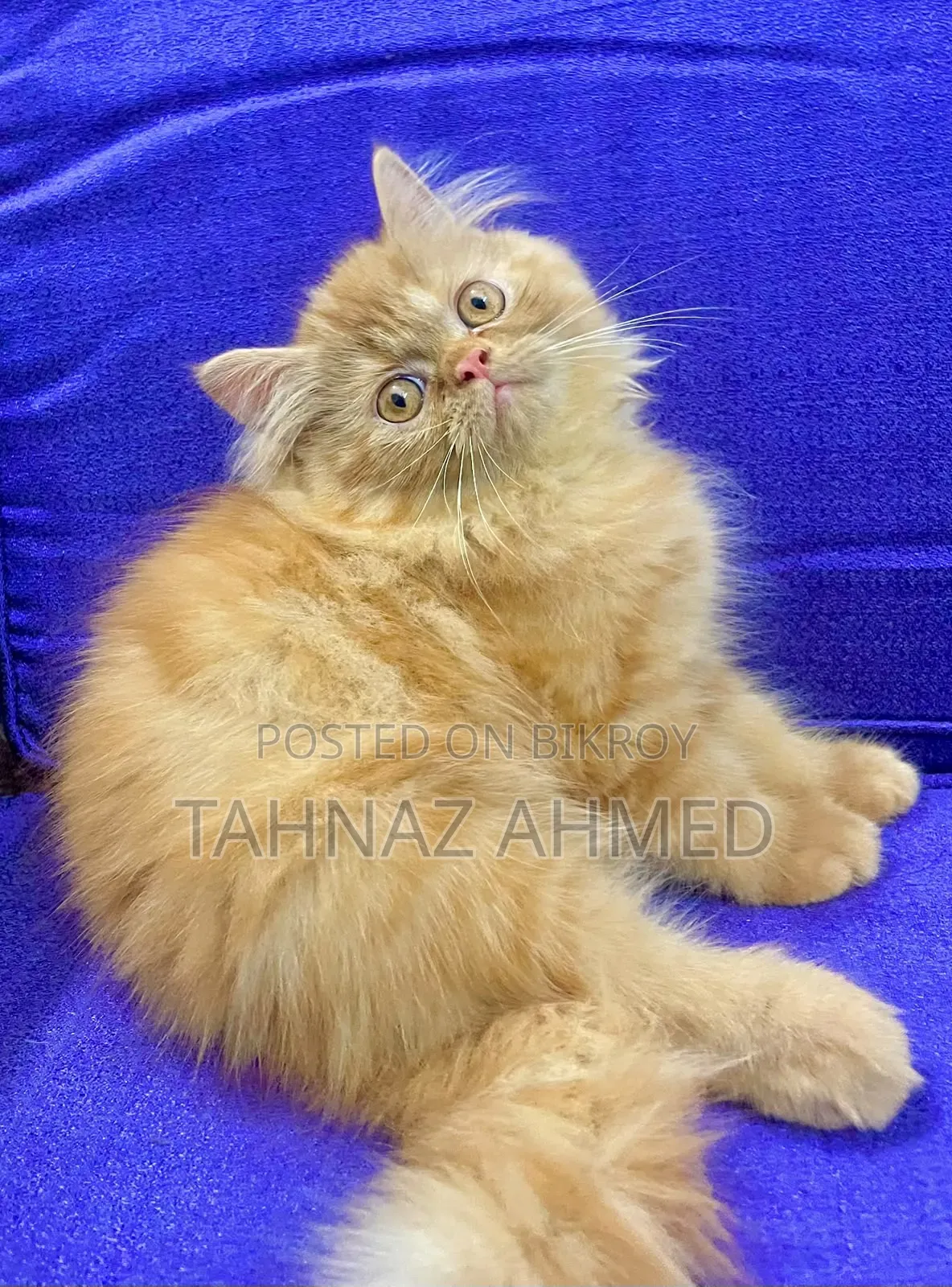 1-3 Months Male Purebred Persian
