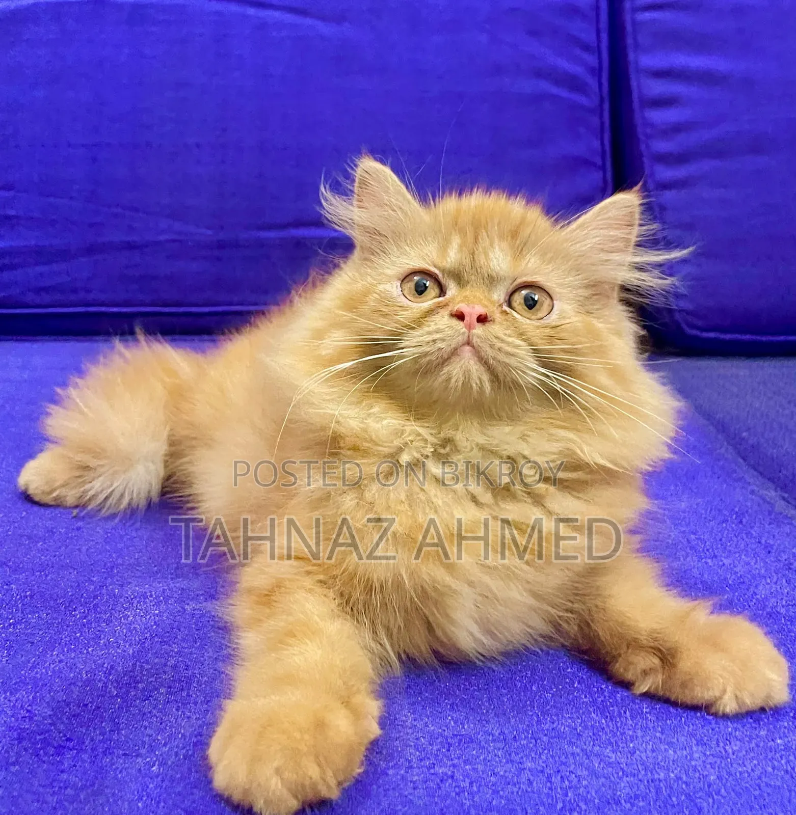 1-3 Months Male Purebred Persian