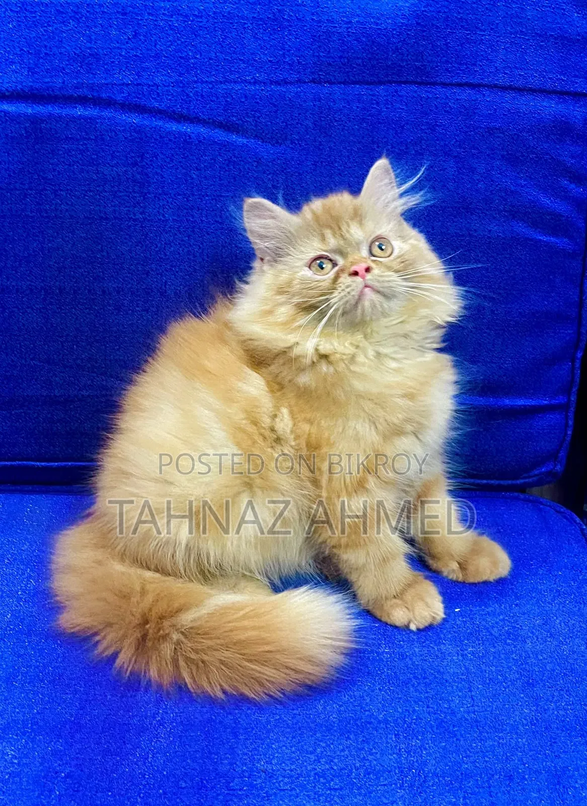 1-3 Months Male Purebred Persian