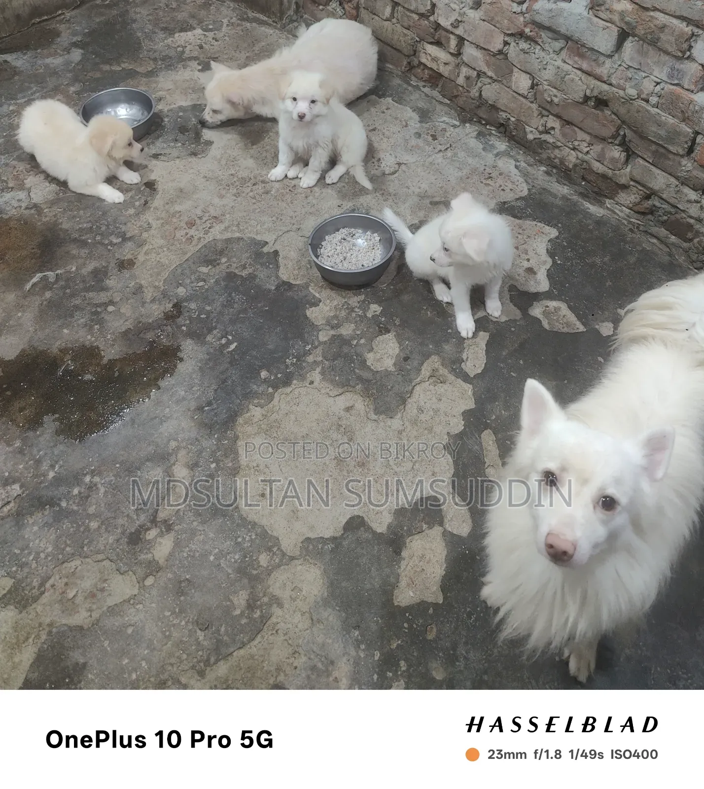 ০-১ মাস বয়সী পুরুষ বিশুদ্ধ জাপানিজ স্পিটজ