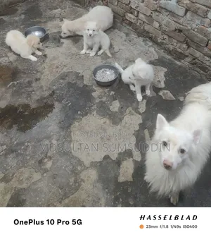 ০-১ মাস বয়সী পুরুষ বিশুদ্ধ জাপানিজ স্পিটজ