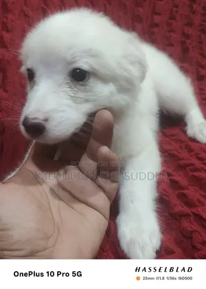 ০-১ মাস বয়সী পুরুষ বিশুদ্ধ জাপানিজ স্পিটজ