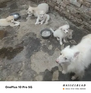 ০-১ মাস বয়সী পুরুষ বিশুদ্ধ জাপানিজ স্পিটজ