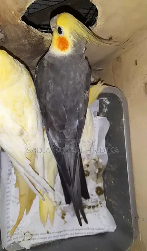 রানিং মেল ককাটেল