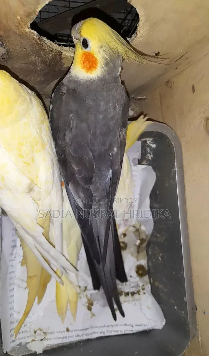 রানিং মেল ককাটেল