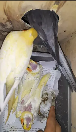 রানিং মেল ককাটেল