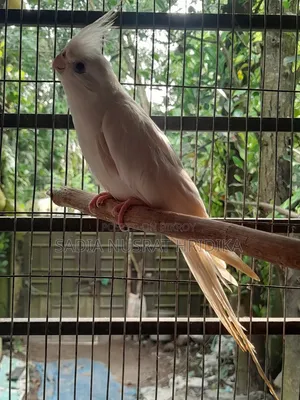 রানিং মেল ককাটেল