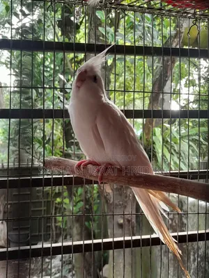 রানিং মেল ককাটেল