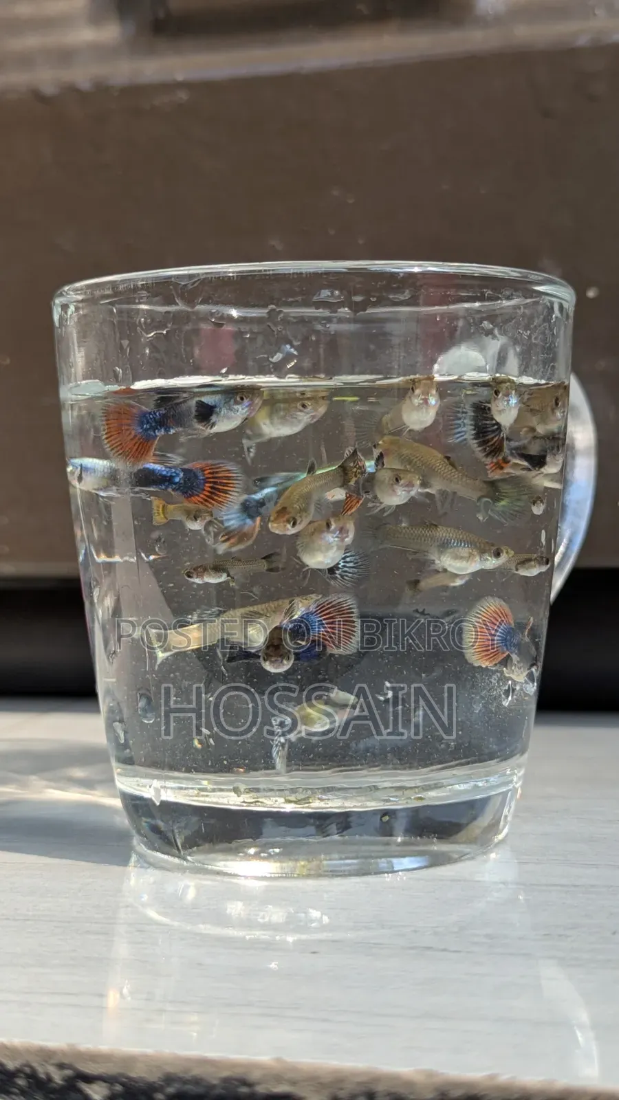 Dumbo Mosaic Guppy