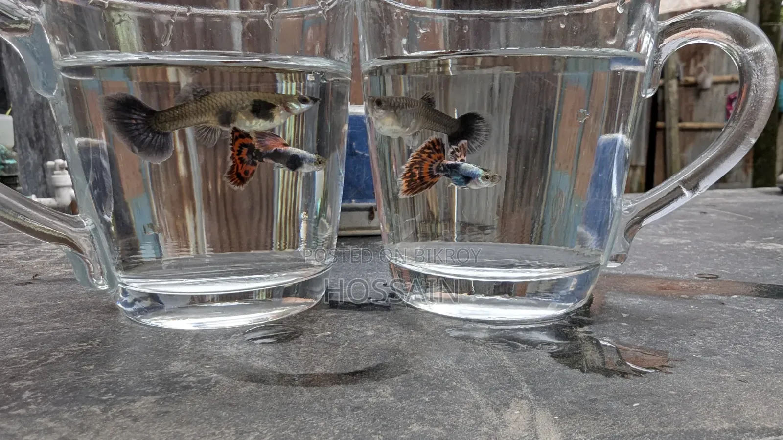 Dumbo Mosaic Guppy