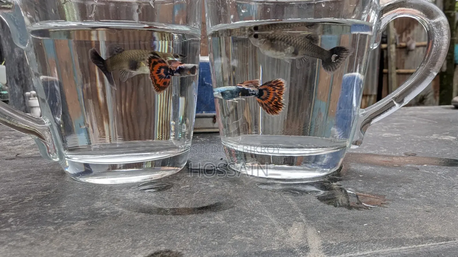 Dumbo Mosaic Guppy