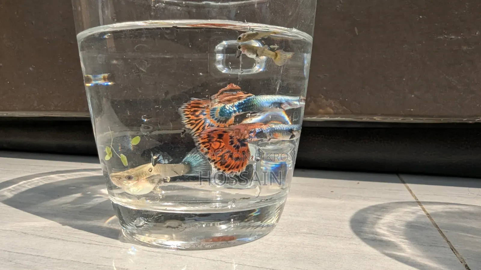 Dumbo Mosaic Guppy