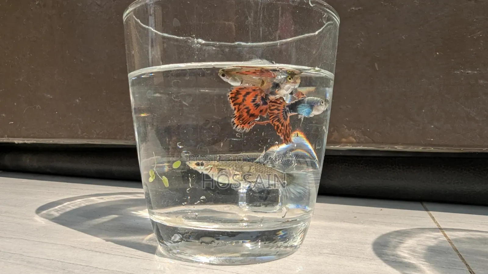 Dumbo Mosaic Guppy