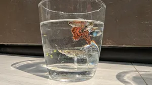 Dumbo Mosaic Guppy