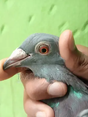 Racer Pigeon