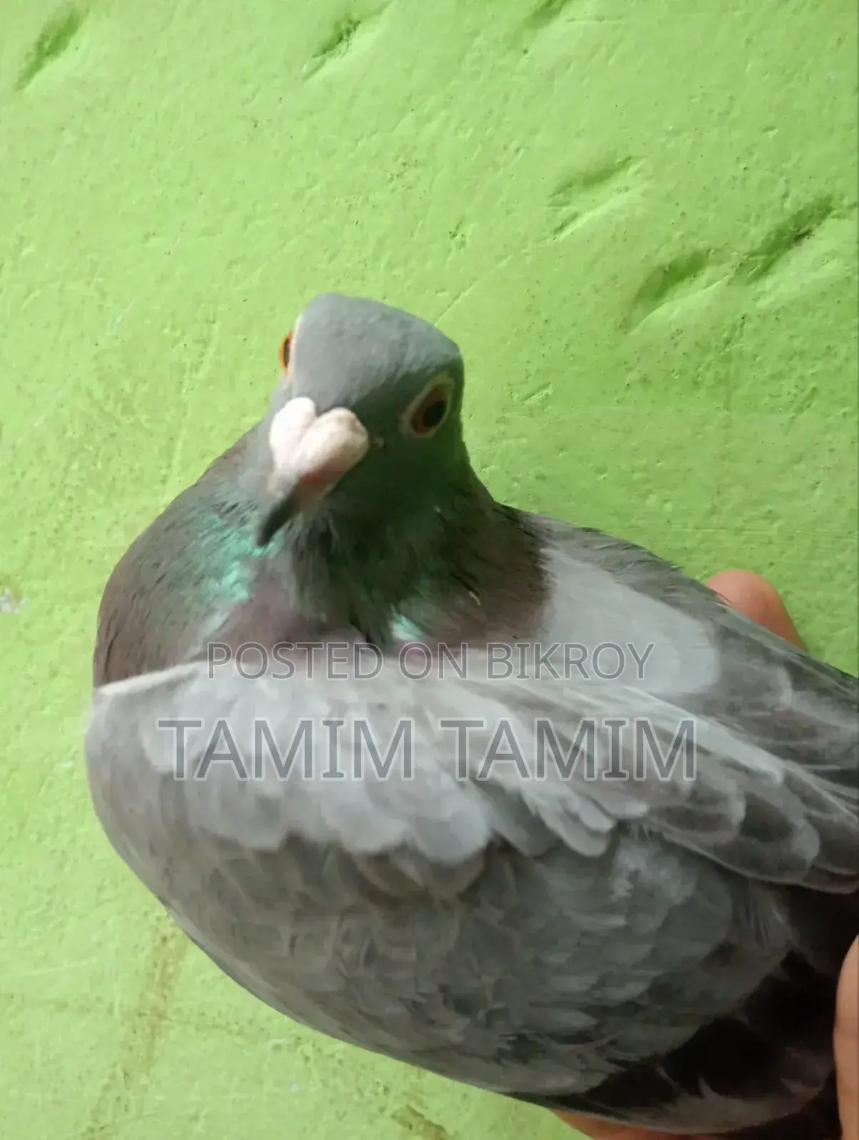 Racer Pigeon