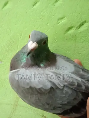 Racer Pigeon