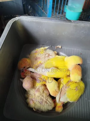 লাভ বার্ড বেবি। রেড আই,রেড হেড।লুটিনো অফলাইন