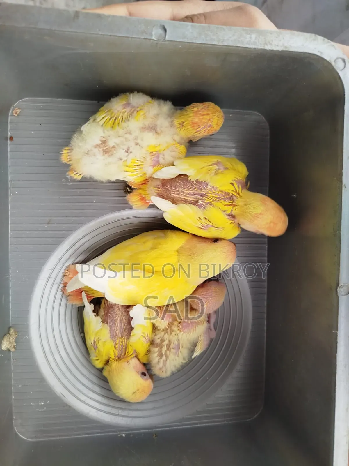 লাভ বার্ড বেবি। রেড আই,রেড হেড।লুটিনো অফলাইন