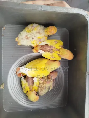 লাভ বার্ড বেবি। রেড আই,রেড হেড।লুটিনো অফলাইন