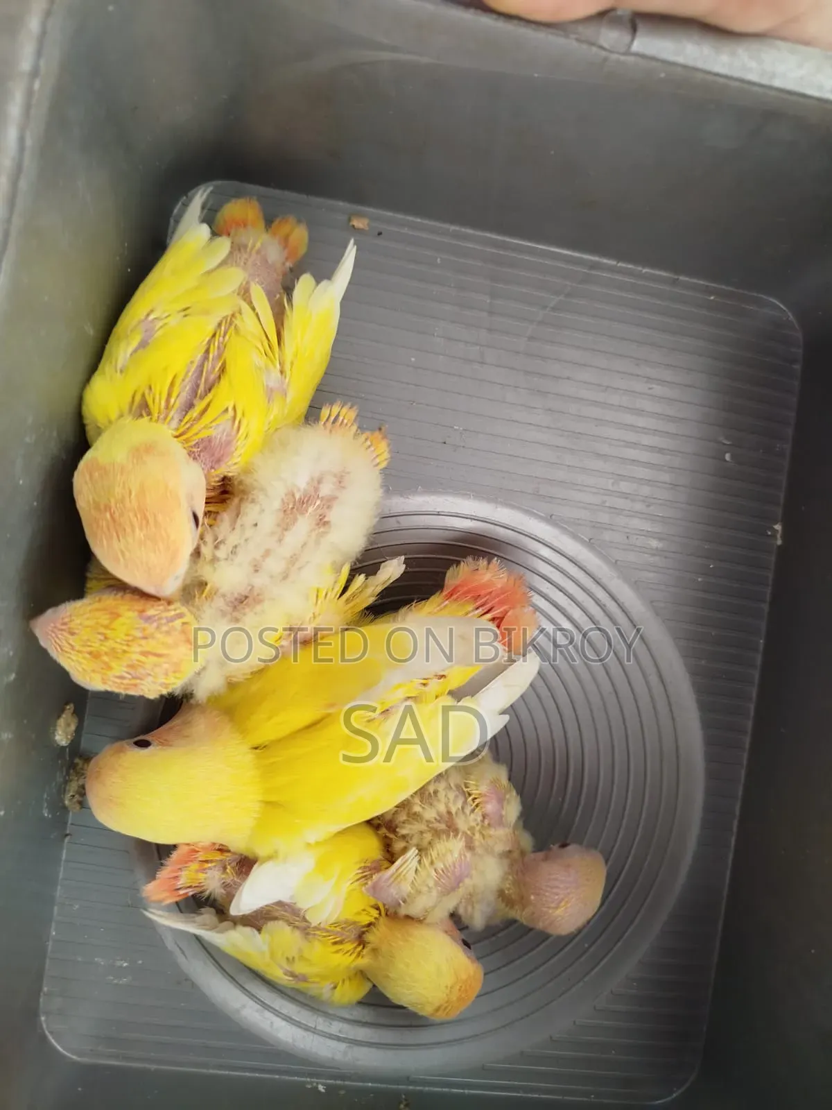লাভ বার্ড বেবি। রেড আই,রেড হেড।লুটিনো অফলাইন
