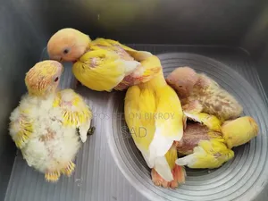 লাভ বার্ড বেবি। রেড আই,রেড হেড।লুটিনো অফলাইন