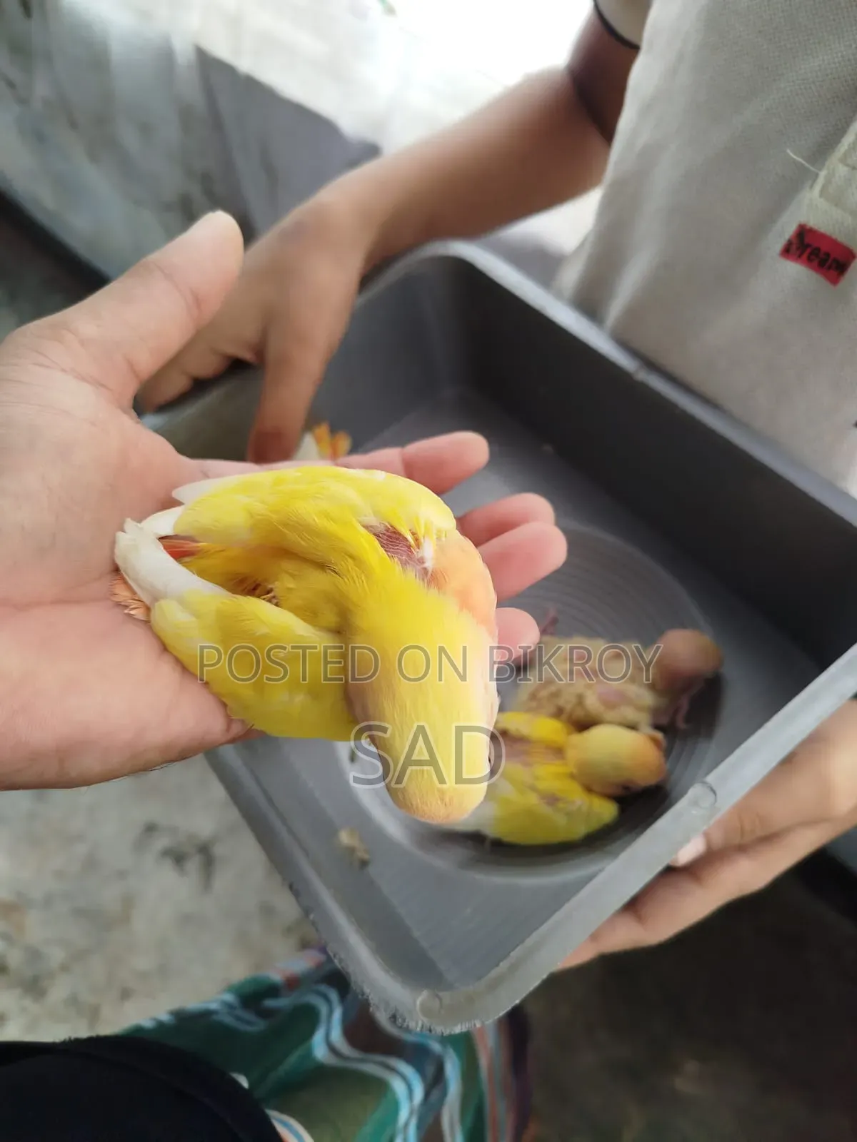 লাভ বার্ড বেবি। রেড আই,রেড হেড।লুটিনো অফলাইন