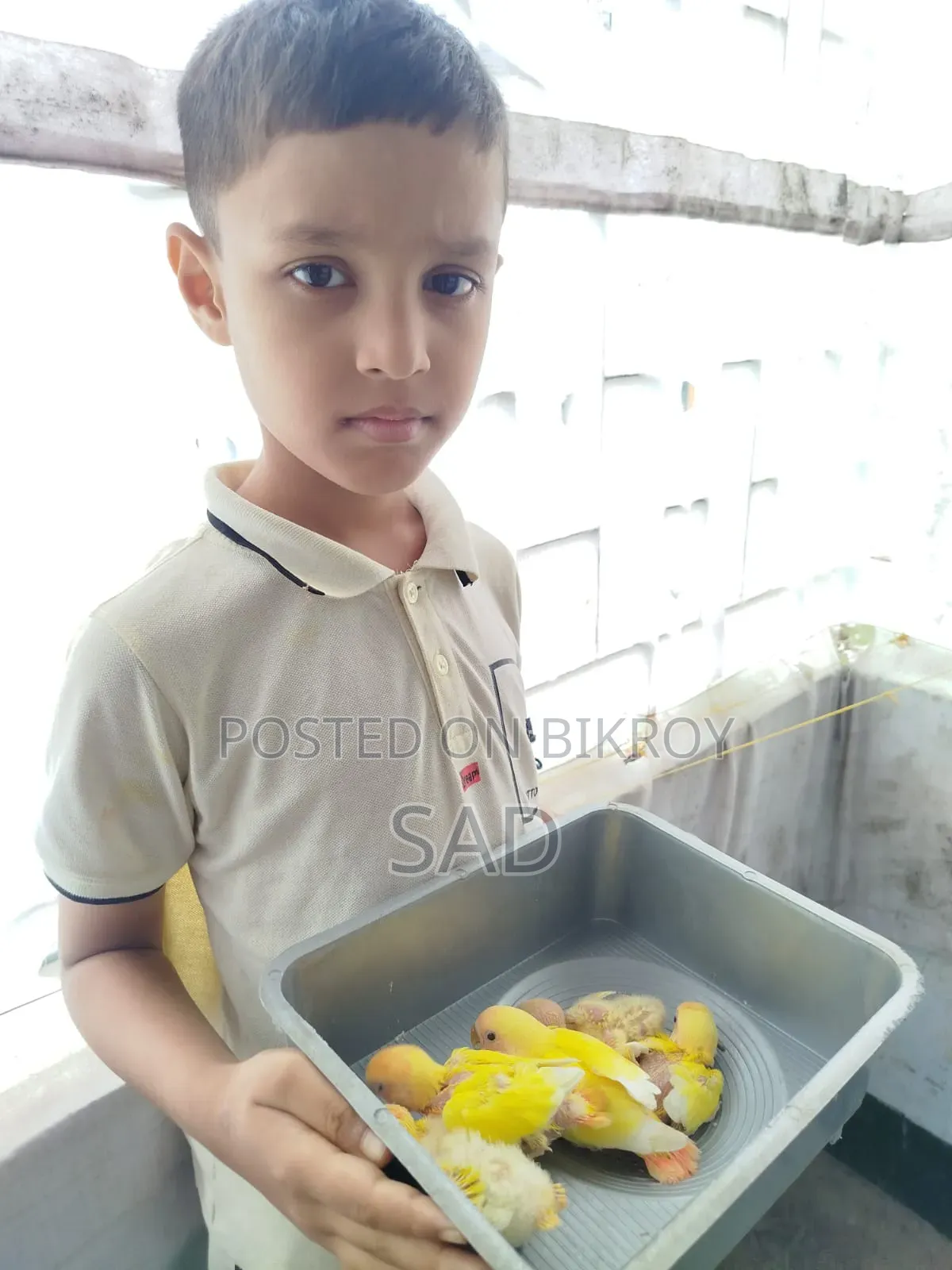 লাভ বার্ড বেবি। রেড আই,রেড হেড।লুটিনো অফলাইন