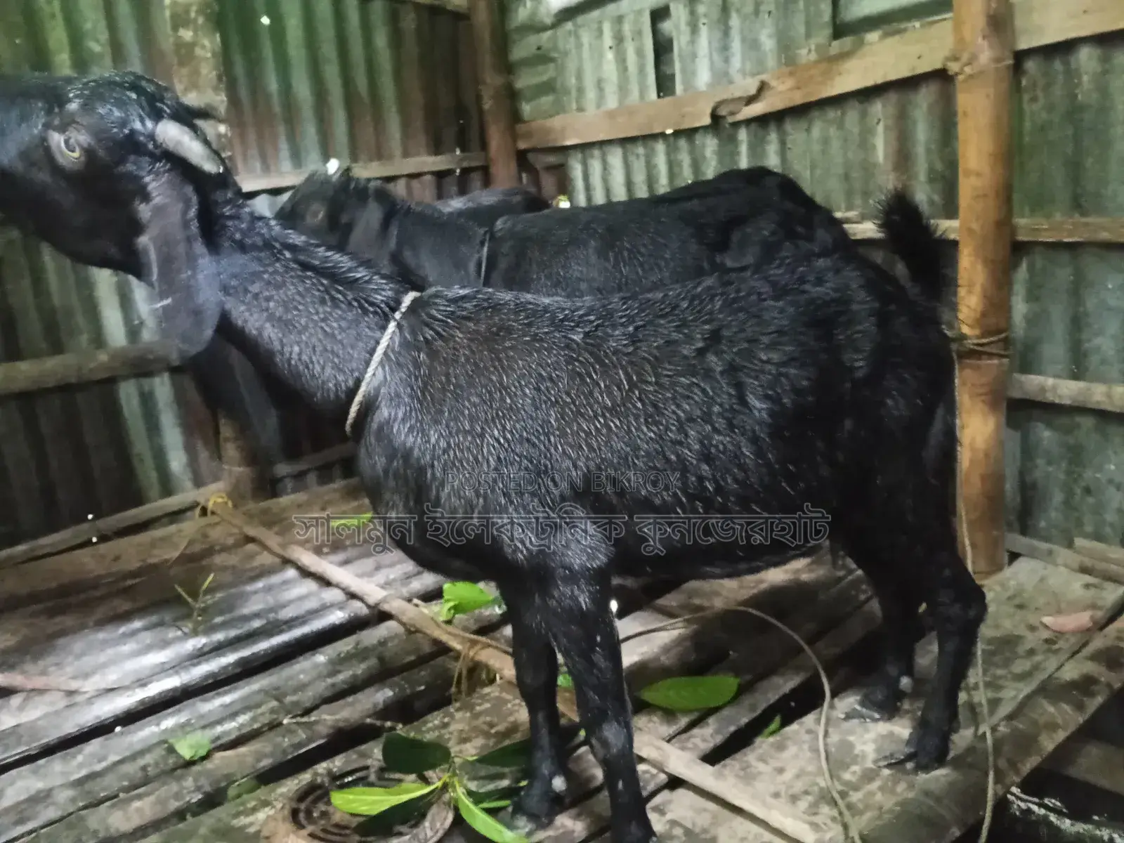 4 Goats for Sale