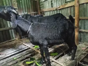 4 Goats for Sale