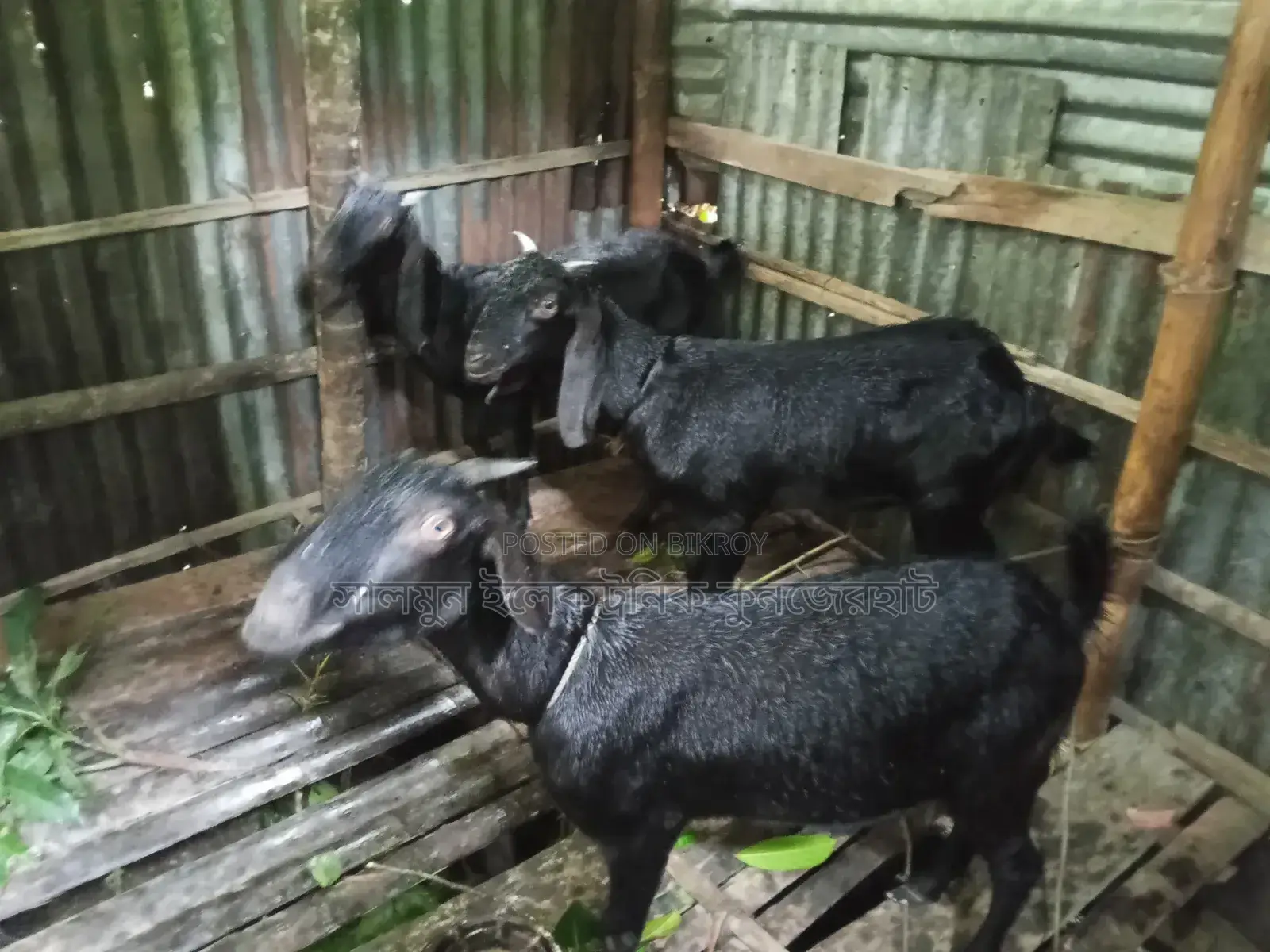 4 Goats for Sale