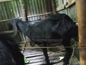 4 Goats for Sale