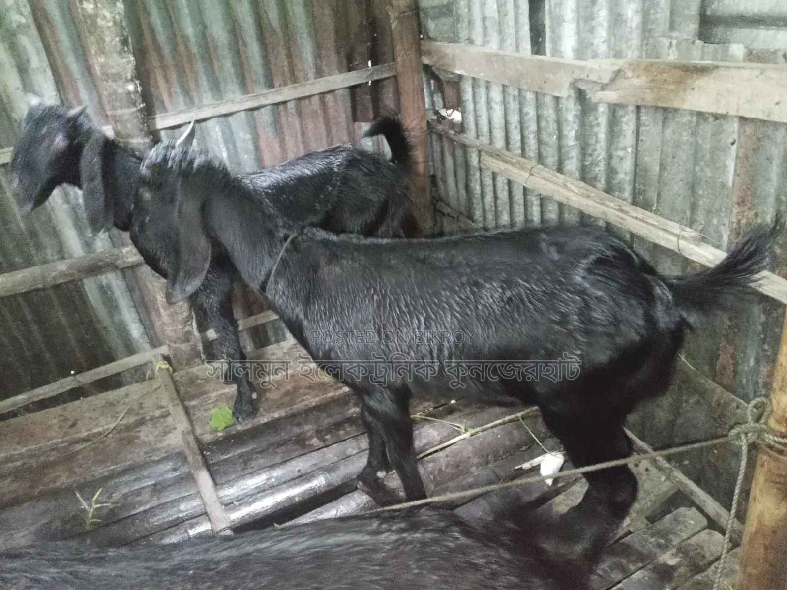 4 Goats for Sale