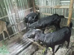 4 Goats for Sale