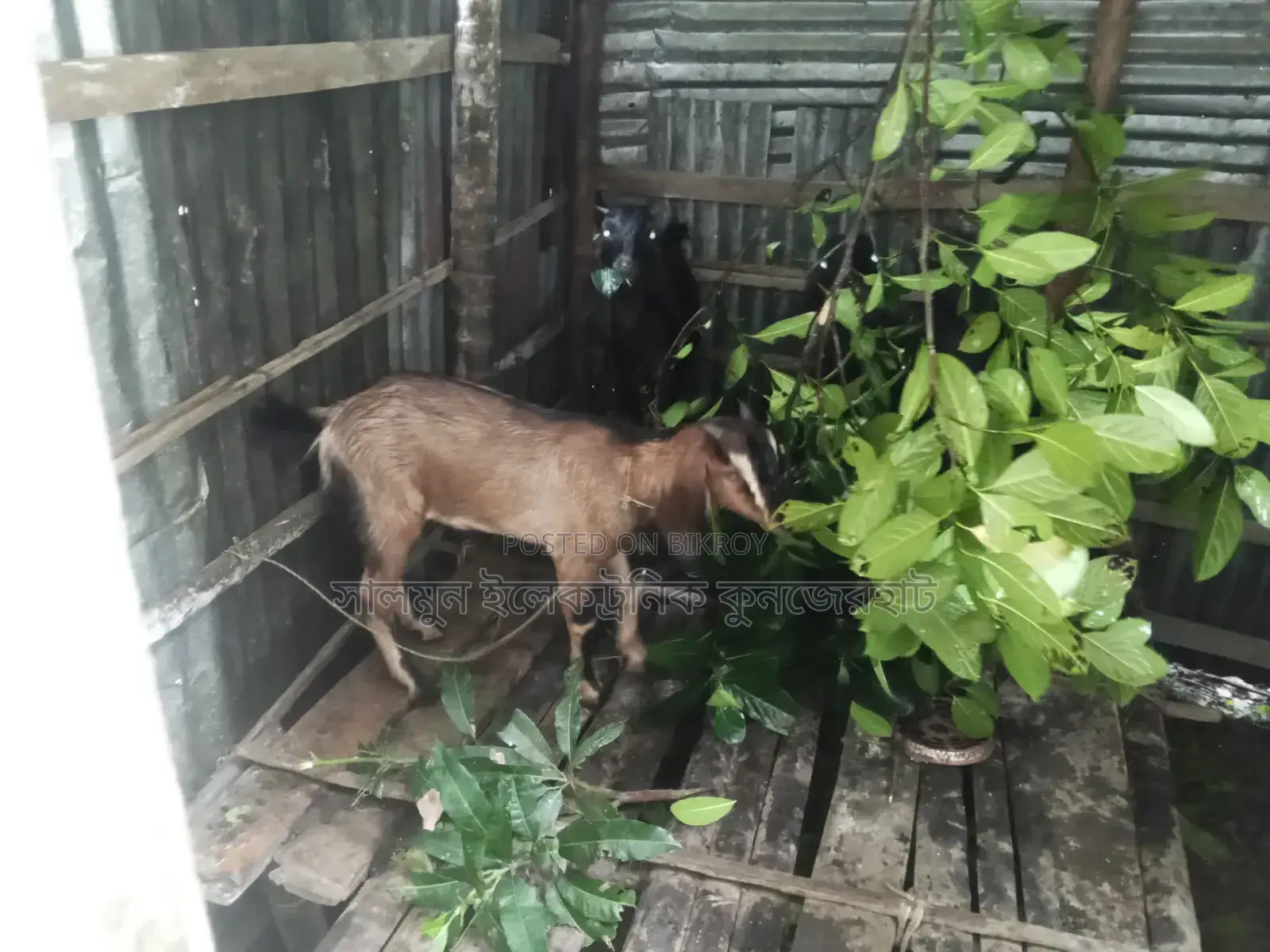 4 Goats for Sale
