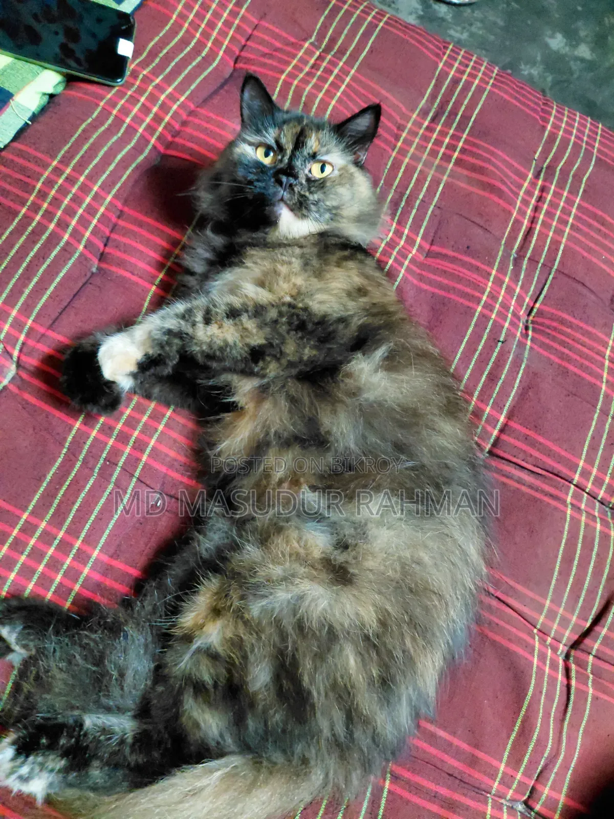 1+ Year Female Purebred Persian