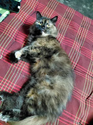 1+ Year Female Purebred Persian