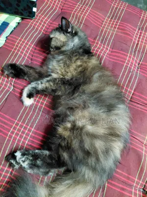 1+ Year Female Purebred Persian