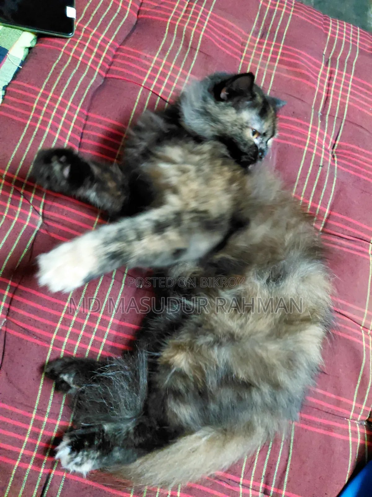 1+ Year Female Purebred Persian