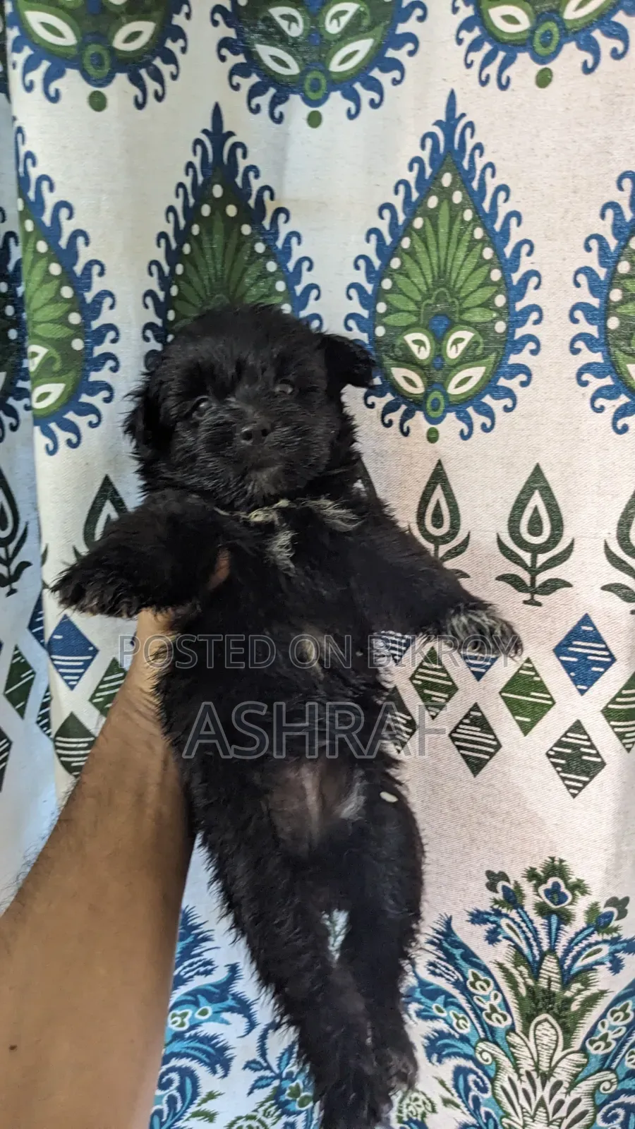1-3 Months Male Purebred Lhasa Apso